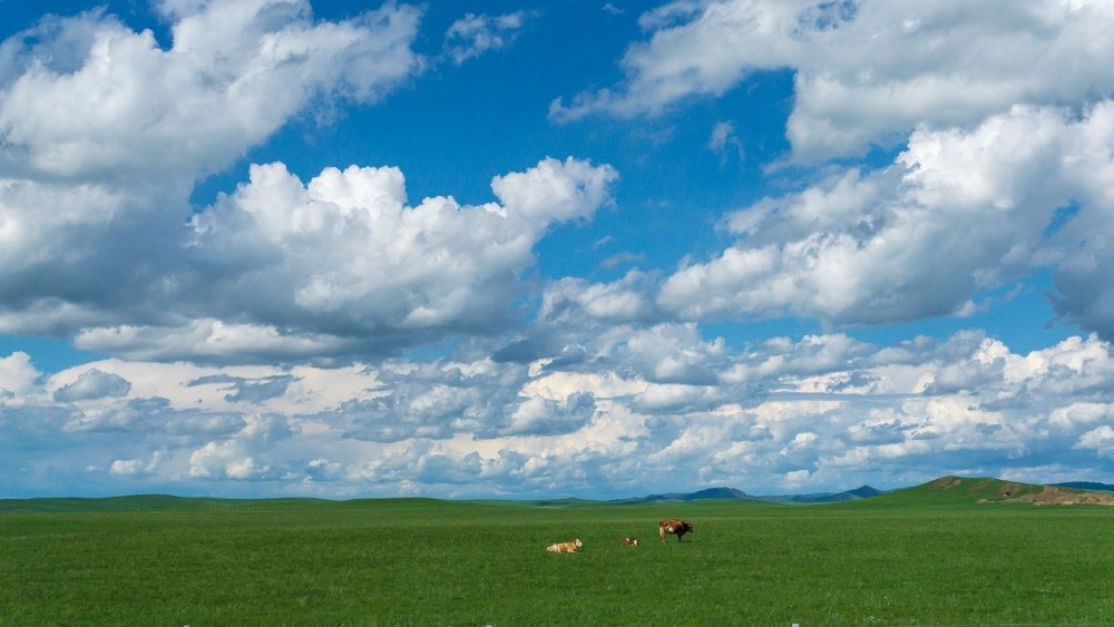 モンゴル　草原と馬